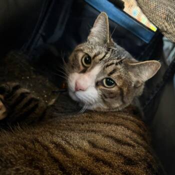 Domestic Short Hair Cats Available for Adoption in Goleta, California - Sammy | PetCurious