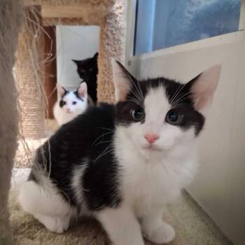 Will -  Domestic Short Hair Cat for Adoption in Wilmington, Delaware - Will | PetCurious