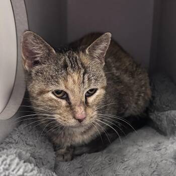 Nanny McPhee -  Domestic Short Hair Cat for Adoption in Mount Vernon, Indiana - Nanny McPhee | PetCurious
