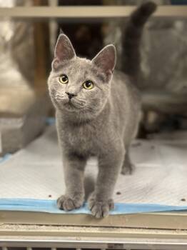 Horseshoe -  Domestic Short Hair Cat for Adoption in Fredericksburg, Virginia - Horseshoe | PetCurious