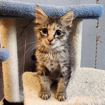 PETUNIA -  Domestic Short Hair Cat for Adoption in Colorado Springs, Colorado - PETUNIA | PetCurious
