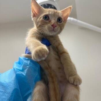 Citrine -  Domestic Short Hair Cat for Adoption in Champaign, Illinois - Citrine | PetCurious