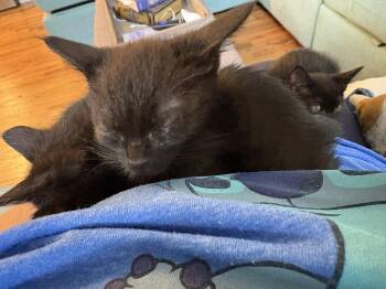 Black Kitten Trio -  Domestic Short Hair Cat for Adoption in Lexington, South Carolina - Black Kitten Trio | PetCurious