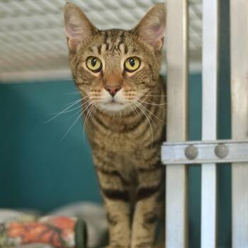 Atticus -  Domestic Short Hair Cat for Adoption in Belleville, Illinois - Atticus | PetCurious