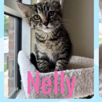 Nelly -  Domestic Short Hair Cat for Adoption in Kansas City, Missouri - Nelly | PetCurious