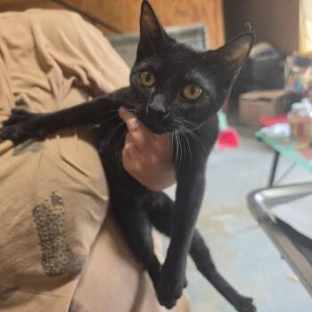 Uno -  Domestic Short Hair Cat for Adoption in Hattiesburg, Mississippi - Uno | PetCurious