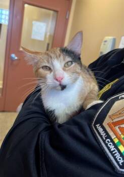 DOLCE -  Domestic Short Hair Cat for Adoption in Blythe, California - DOLCE | PetCurious