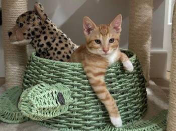 Kitten Weeble -  Domestic Short Hair Cat for Adoption in Seal Beach, California - Kitten Weeble | PetCurious