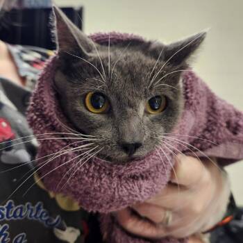 Honey Ham -  Domestic Short Hair Cat for Adoption in Charlottesville, Virginia - Honey Ham | PetCurious
