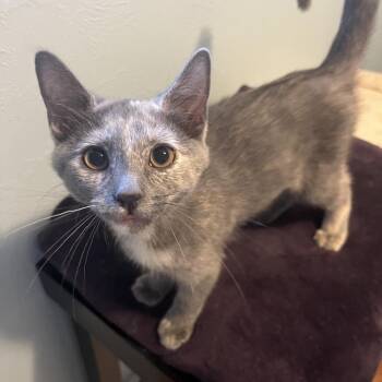 Daisy Mae -  Domestic Short Hair Cat for Adoption in Gibsonia, Pennsylvania - Daisy Mae | PetCurious