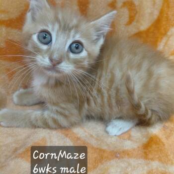 Cornmaze -  Domestic Short Hair Cat for Adoption in New Tazewell, Tennessee - Cornmaze | PetCurious