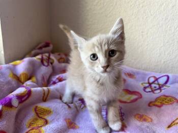 CLEO -  Domestic Short Hair Cat for Adoption in Colorado Springs, Colorado - CLEO | PetCurious