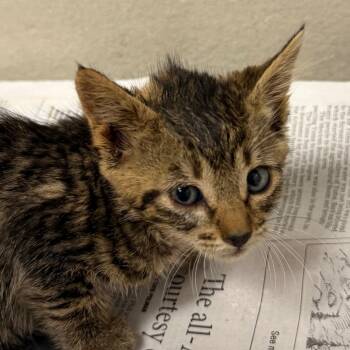 Rescue Domestic Short Hair Cats for Adoption in Yuma, Arizona - Lotus | PetCurious