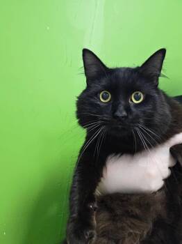 Archi -  Domestic Medium Hair Cat for Adoption in Delson, Quebec - Archi | PetCurious