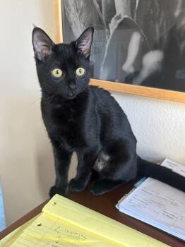 Rockies -  Domestic Short Hair Cat for Adoption in San Juan Capistrano, California - Rockies | PetCurious