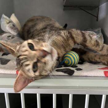 Honey -  Domestic Short Hair Cat for Adoption in Sarasota, Florida - Honey | PetCurious