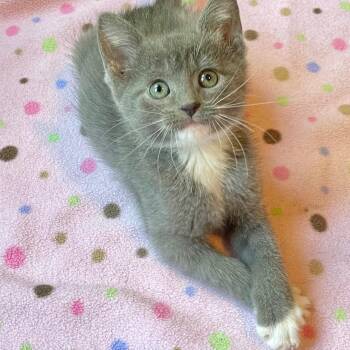 Rescue Domestic Short Hair Cats for Adoption in Elmwood Park, Wisconsin - Flicker | PetCurious