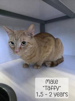 Taffy -  Domestic Short Hair Cat for Adoption in Holbrook, Arizona - Taffy | PetCurious