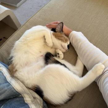 Domestic Short Hair Cats Available for Adoption - Queenie | PetCurious