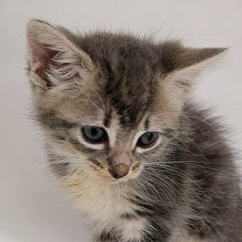 Lashes -  Domestic Medium Hair Cat for Adoption in Cumming, Georgia - Lashes | PetCurious