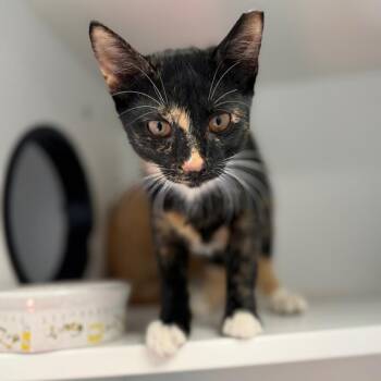 Sprinkles -  Domestic Short Hair Cat for Adoption in Port Richey, Florida - Sprinkles | PetCurious