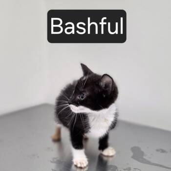 Bashful -  Domestic Short Hair Cat for Adoption in Snow Hill, North Carolina - Bashful | PetCurious