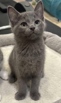 Cookiecutter -  Domestic Short Hair Cat for Adoption in Martinsville, Indiana - Cookiecutter | PetCurious