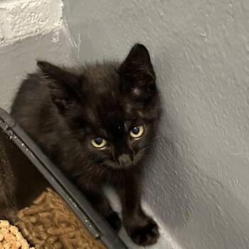 Val -  Domestic Short Hair Cat for Adoption - Val | PetCurious