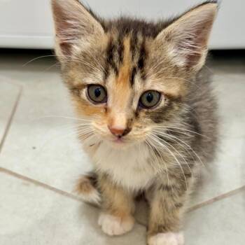 Peppercorn -  Domestic Short Hair Cat for Adoption in Morgan Hill, California - Peppercorn | PetCurious