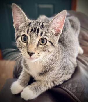 Trout -  Domestic Short Hair Cat for Adoption in Dayton, Ohio - Trout | PetCurious