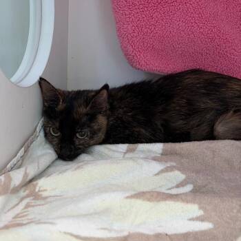 Sicily -  Domestic Short Hair Cat for Adoption in Council Bluffs, Iowa - Sicily | PetCurious