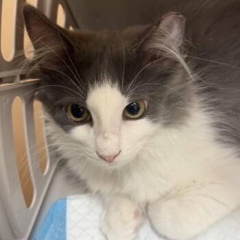 Sonny -  Domestic Medium Hair Cat for Adoption in Midland, Texas - Sonny | PetCurious