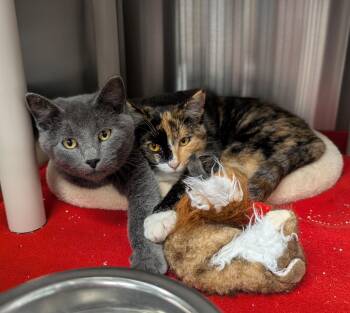 Rescue Domestic Short Hair Cats for Adoption in La Crescent, Minnesota - ALADDIN & JASMINE | PetCurious