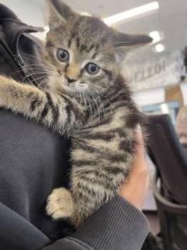 Coffee Bean -  Domestic Short Hair Cat for Adoption in West Chester, Pennsylvania - Coffee Bean | PetCurious