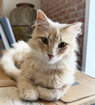 Beck -  Domestic Long Hair Cat for Adoption in Northwood, Ohio - Beck | PetCurious