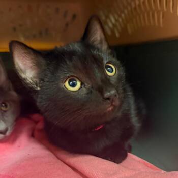 Agate -  Domestic Medium Hair Cat for Adoption in Fairport, New York - Agate | PetCurious
