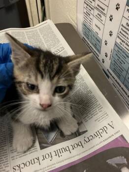 MOCHI -  Domestic Short Hair Cat for Adoption in Long Beach, California - MOCHI | PetCurious