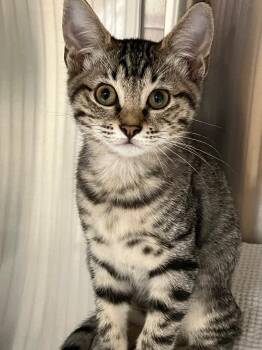 Josie -  Tabby Cat for Adoption in Lunenburg, Massachusetts - Josie | PetCurious
