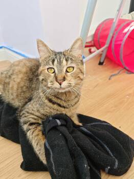 Domestic Short Hair Cats Available for Adoption - Parsley | PetCurious