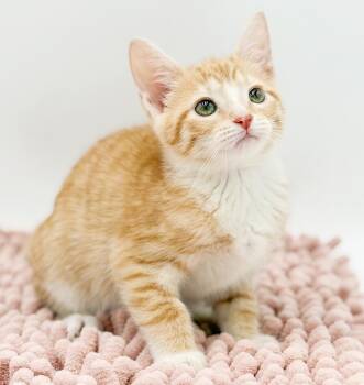Tabby Cats Available for Adoption in Bedford Hills, New York - Velveeta - Our Rare Baby Orange Tabby Girl - Mini Angel Cuddle B | PetCurious