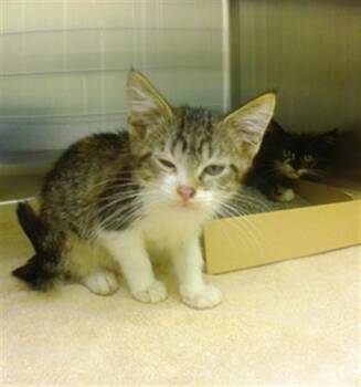MAGNOLIA -  Domestic Short Hair Cat for Adoption in Omaha, Nebraska - MAGNOLIA | PetCurious