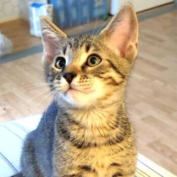 Domestic Short Hair Cats Available for Adoption - Hobbes | PetCurious