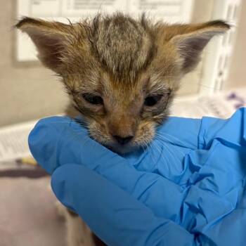 Chevy -  Domestic Short Hair Cat for Adoption in Yuma, Arizona - Chevy | PetCurious