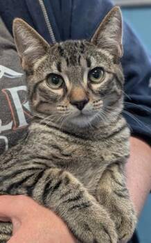 Rescue Domestic Short Hair Cats for Adoption in Canfield, Ohio - JASPER | PetCurious