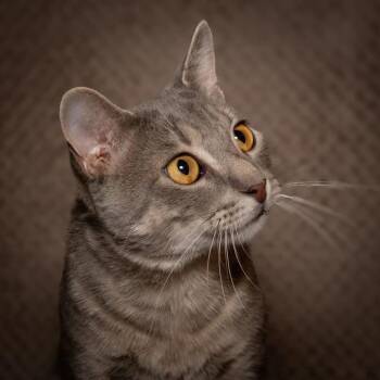 Roku -  Domestic Short Hair Cat for Adoption in Santa Fe, Texas - Roku | PetCurious