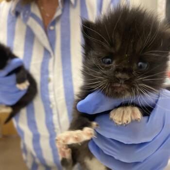 Smarty Pants -  Domestic Short Hair Cat for Adoption in Chattanooga, Tennessee - Smarty Pants | PetCurious