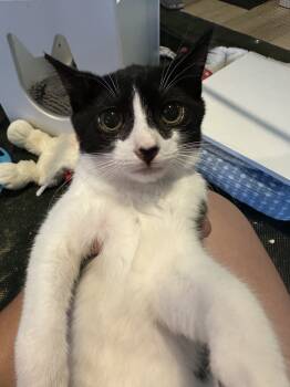 Rescue Domestic Short Hair Cats for Adoption in Virginia Beach, Virginia - Ray | PetCurious