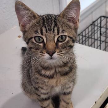 Rescue Domestic Short Hair Cats for Adoption in Granby, Missouri - Opal AKA AA 64 | PetCurious