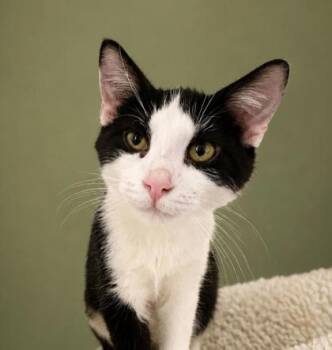 Smudge 800-26 -  Domestic Short Hair Cat for Adoption in Cumming, Georgia - Smudge 800-26 | PetCurious