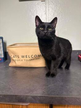 Domestic Short Hair Cats Available for Adoption - **Cat Cafe** Buttercup | PetCurious